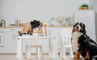 6 Reasons to Eat with your Dog